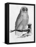 Barn Owl-null-Framed Stretched Canvas