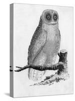 Barn Owl-null-Stretched Canvas