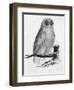 Barn Owl-null-Framed Art Print