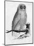 Barn Owl-null-Mounted Art Print