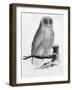 Barn Owl-null-Framed Art Print