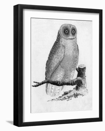 Barn Owl-null-Framed Art Print