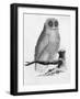 Barn Owl-null-Framed Art Print