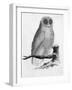 Barn Owl-null-Framed Art Print
