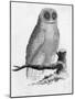 Barn Owl-null-Mounted Art Print