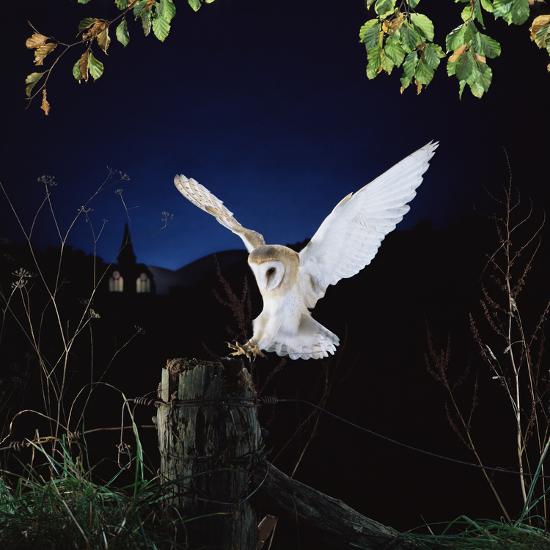 Photographic Print, , large