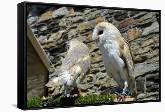 Barn Owls Latin Name Tyto Alba-Peter Etchells-Framed Stretched Canvas