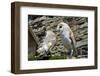 Barn Owls Latin Name Tyto Alba-Peter Etchells-Framed Photographic Print