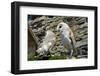 Barn Owls Latin Name Tyto Alba-Peter Etchells-Framed Photographic Print