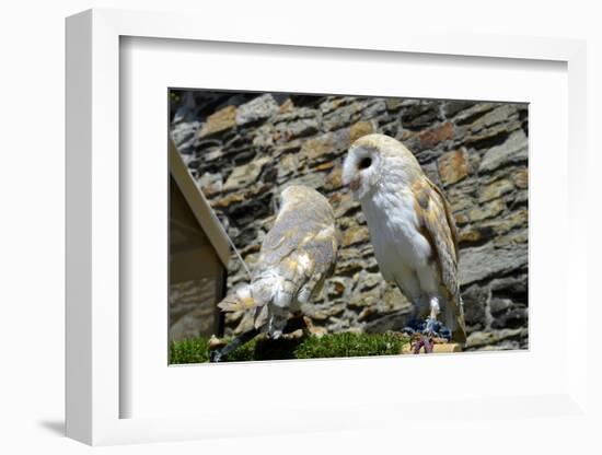 Barn Owls Latin Name Tyto Alba-Peter Etchells-Framed Photographic Print