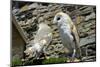 Barn Owls Latin Name Tyto Alba-Peter Etchells-Mounted Photographic Print