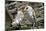 Barn Owls Latin Name Tyto Alba-Peter Etchells-Mounted Photographic Print