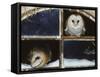 Barn Owls Looking out of a Barn Window Germany-Dietmar Nill-Framed Stretched Canvas