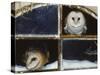 Barn Owls Looking out of a Barn Window Germany-Dietmar Nill-Stretched Canvas