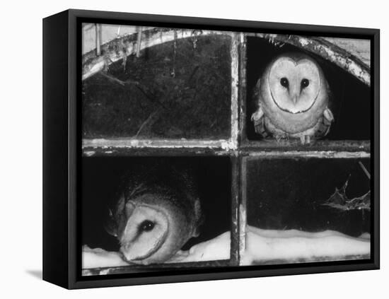 Barn Owls Looking out of a Barn Window Germany-Dietmar Nill-Framed Stretched Canvas