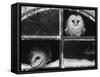 Barn Owls Looking out of a Barn Window Germany-Dietmar Nill-Framed Stretched Canvas