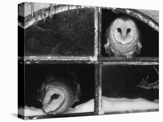 Barn Owls Looking out of a Barn Window Germany-Dietmar Nill-Stretched Canvas