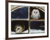 Barn Owls Looking out of a Barn Window Germany-Dietmar Nill-Framed Photographic Print