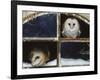 Barn Owls Looking out of a Barn Window Germany-Dietmar Nill-Framed Photographic Print