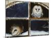 Barn Owls Looking out of a Barn Window Germany-Dietmar Nill-Mounted Photographic Print