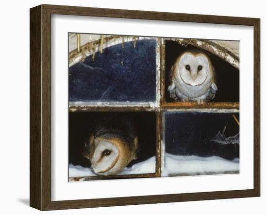 Barn Owls Looking out of a Barn Window Germany-Dietmar Nill-Framed Photographic Print