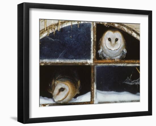 Barn Owls Looking out of a Barn Window Germany-Dietmar Nill-Framed Photographic Print