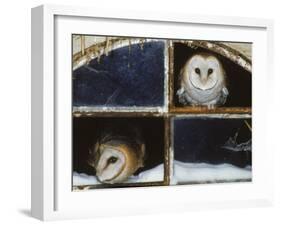 Barn Owls Looking out of a Barn Window Germany-Dietmar Nill-Framed Photographic Print