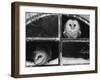 Barn Owls Looking out of a Barn Window Germany-Dietmar Nill-Framed Photographic Print