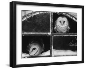 Barn Owls Looking out of a Barn Window Germany-Dietmar Nill-Framed Photographic Print