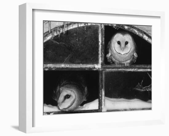 Barn Owls Looking out of a Barn Window Germany-Dietmar Nill-Framed Photographic Print