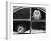 Barn Owls Looking out of a Barn Window Germany-Dietmar Nill-Framed Photographic Print