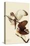 Barn Owls-John James Audubon-Stretched Canvas