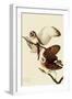 Barn Owls-John James Audubon-Framed Giclee Print