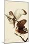 Barn Owls-John James Audubon-Mounted Giclee Print