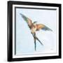 Barn Swallow Flight I-Sue Schlabach-Framed Art Print