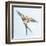 Barn Swallow Flight I-Sue Schlabach-Framed Art Print