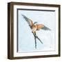 Barn Swallow Flight I-Sue Schlabach-Framed Art Print