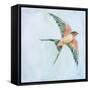 Barn Swallow Flight II-Sue Schlabach-Framed Stretched Canvas