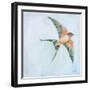 Barn Swallow Flight II-Sue Schlabach-Framed Art Print