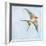 Barn Swallow Flight II-Sue Schlabach-Framed Art Print