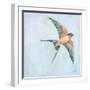 Barn Swallow Flight II-Sue Schlabach-Framed Art Print