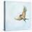 Barn Swallow Flight III-Sue Schlabach-Stretched Canvas