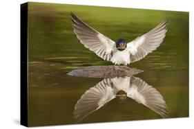 Barn Swallow (Hirundo Rustica) Alighting at Pond, Collecting Material for Nest Building, UK-Mark Hamblin-Stretched Canvas