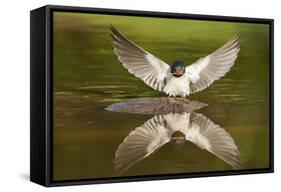 Barn Swallow (Hirundo Rustica) Alighting at Pond, Collecting Material for Nest Building, UK-Mark Hamblin-Framed Stretched Canvas