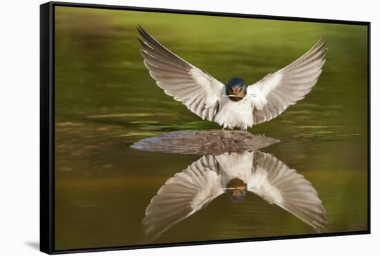 Barn Swallow (Hirundo Rustica) Alighting at Pond, Collecting Material for Nest Building, UK-Mark Hamblin-Framed Stretched Canvas