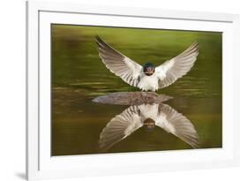 Barn Swallow (Hirundo Rustica) Alighting at Pond, Collecting Material for Nest Building, UK-Mark Hamblin-Framed Photographic Print