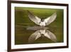 Barn Swallow (Hirundo Rustica) Alighting at Pond, Collecting Material for Nest Building, UK-Mark Hamblin-Framed Photographic Print