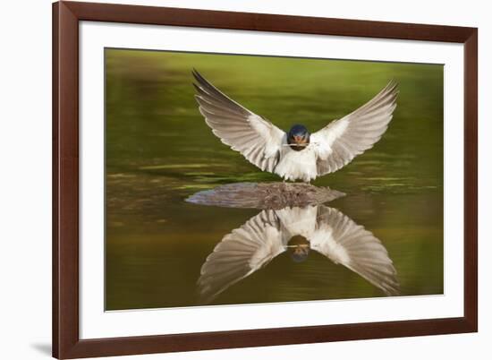 Barn Swallow (Hirundo Rustica) Alighting at Pond, Collecting Material for Nest Building, UK-Mark Hamblin-Framed Photographic Print