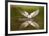 Barn Swallow (Hirundo Rustica) Alighting at Pond, Collecting Material for Nest Building, UK-Mark Hamblin-Framed Photographic Print