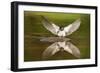 Barn Swallow (Hirundo Rustica) Alighting at Pond, Collecting Material for Nest Building, UK-Mark Hamblin-Framed Photographic Print